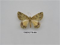 藏品(尺蛾348)的圖片